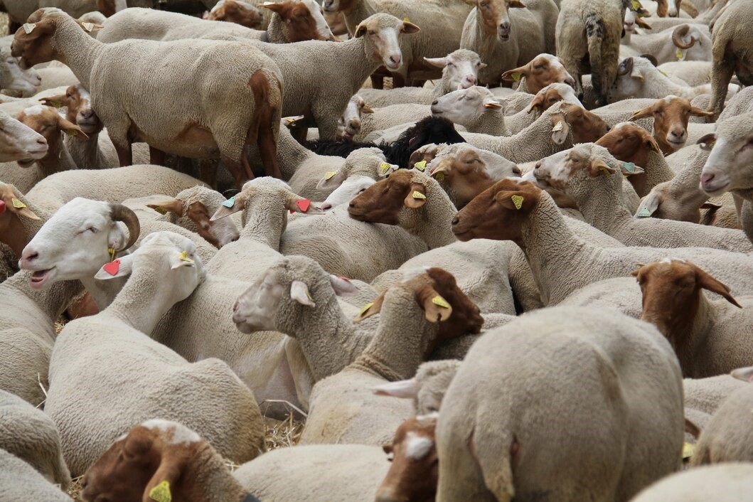 Pressure on red meat supply - will Eid al-Adha be celebrated in 2025