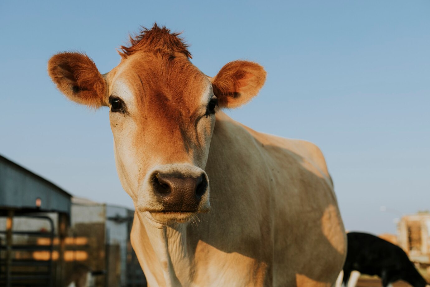livestock-bull-Paraguay-Morocco-business