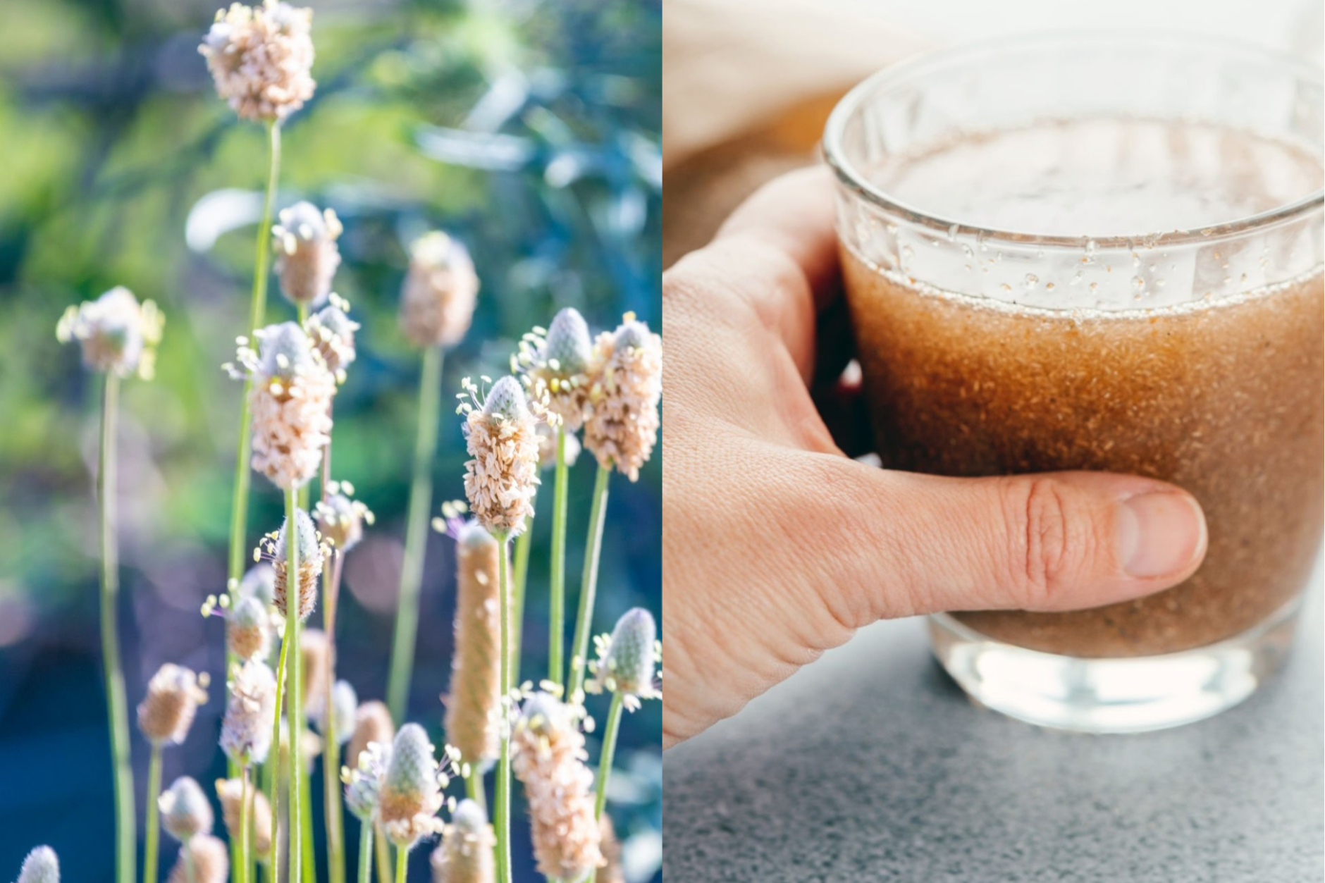 plantago ovata psyllium