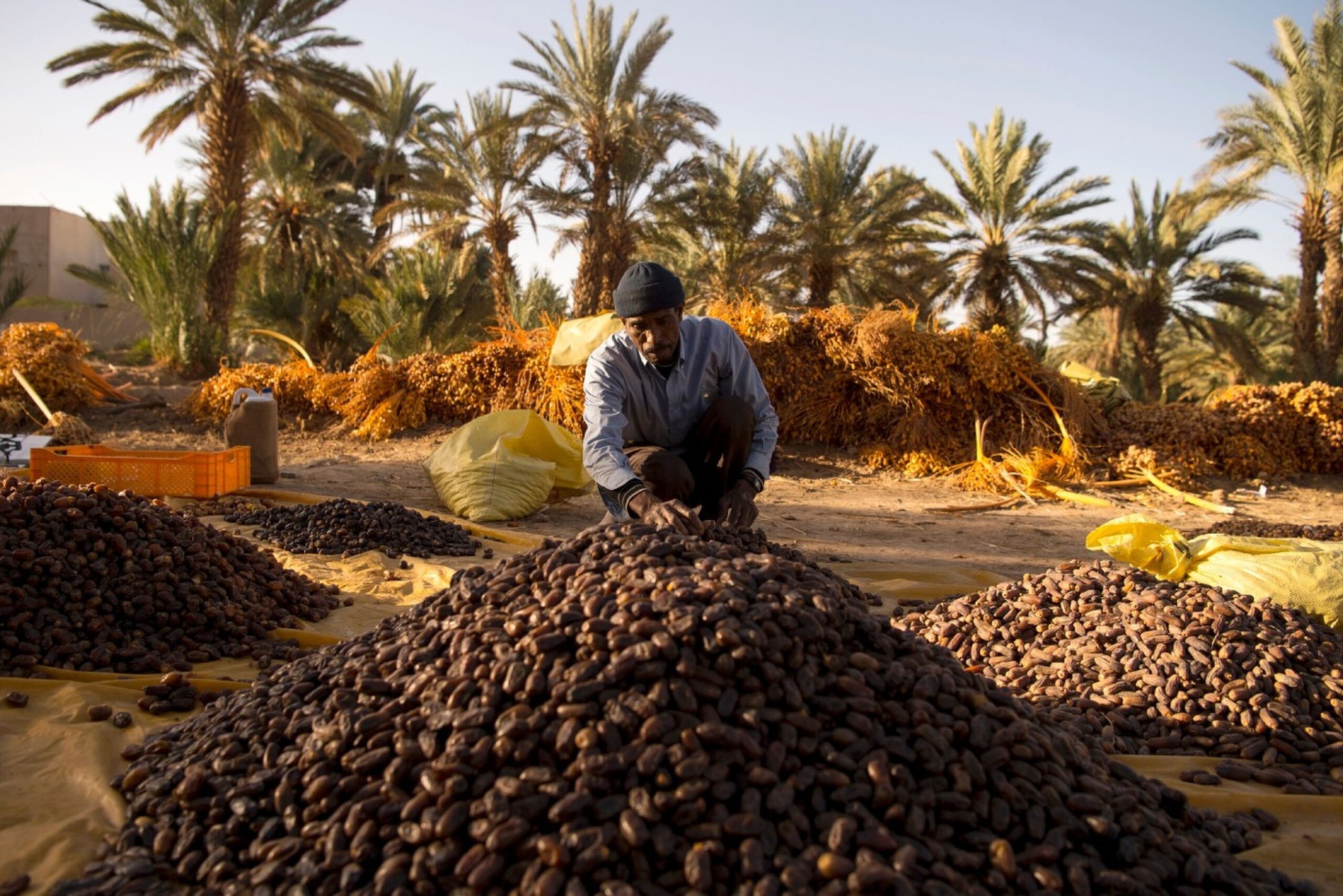 dates harvest morocco