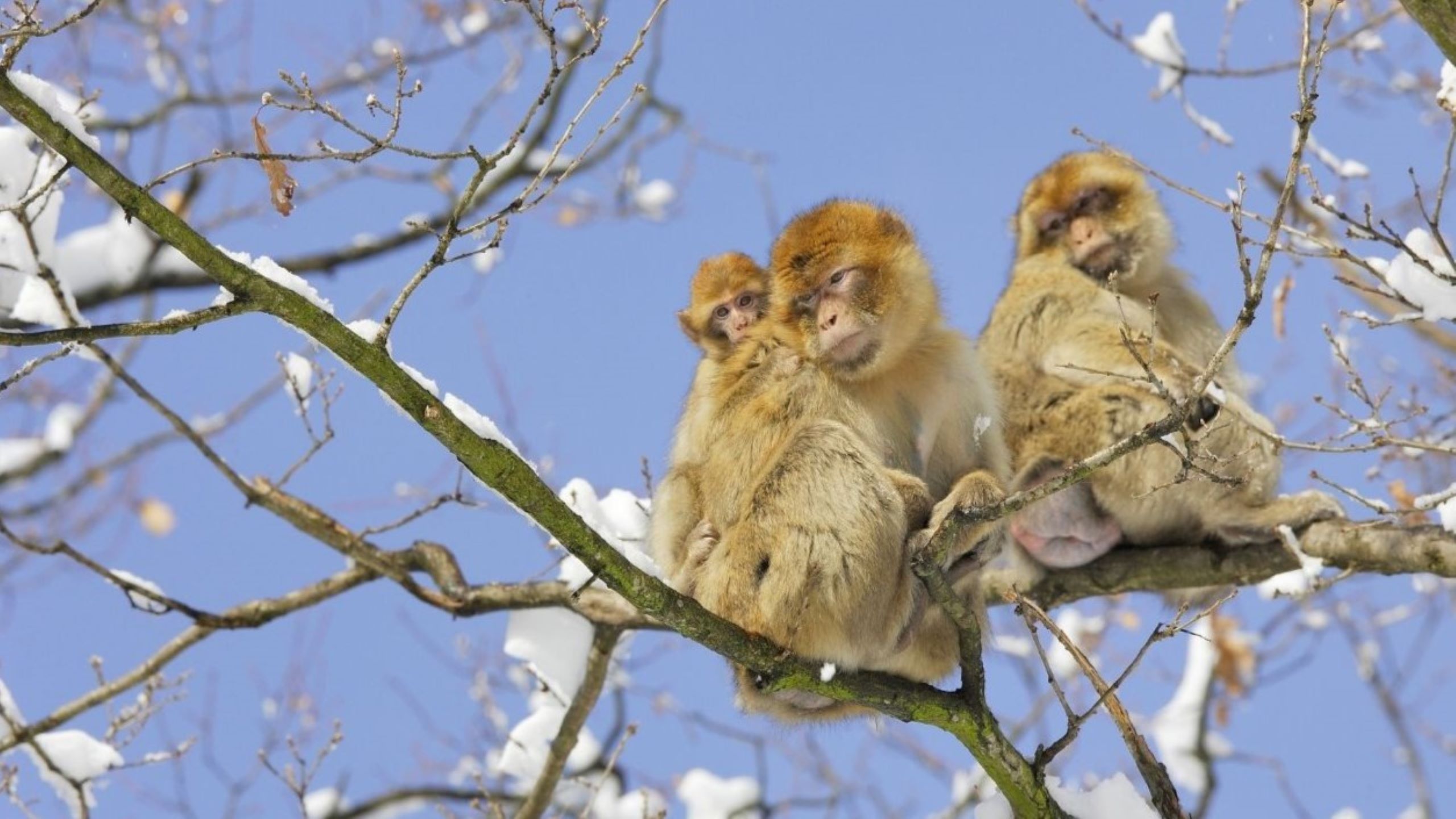 Endangered Barbary macaque primate observing from cedar forest tree in High Atlas Mountains, representing rare atlas wildlife species found nowhere else in world