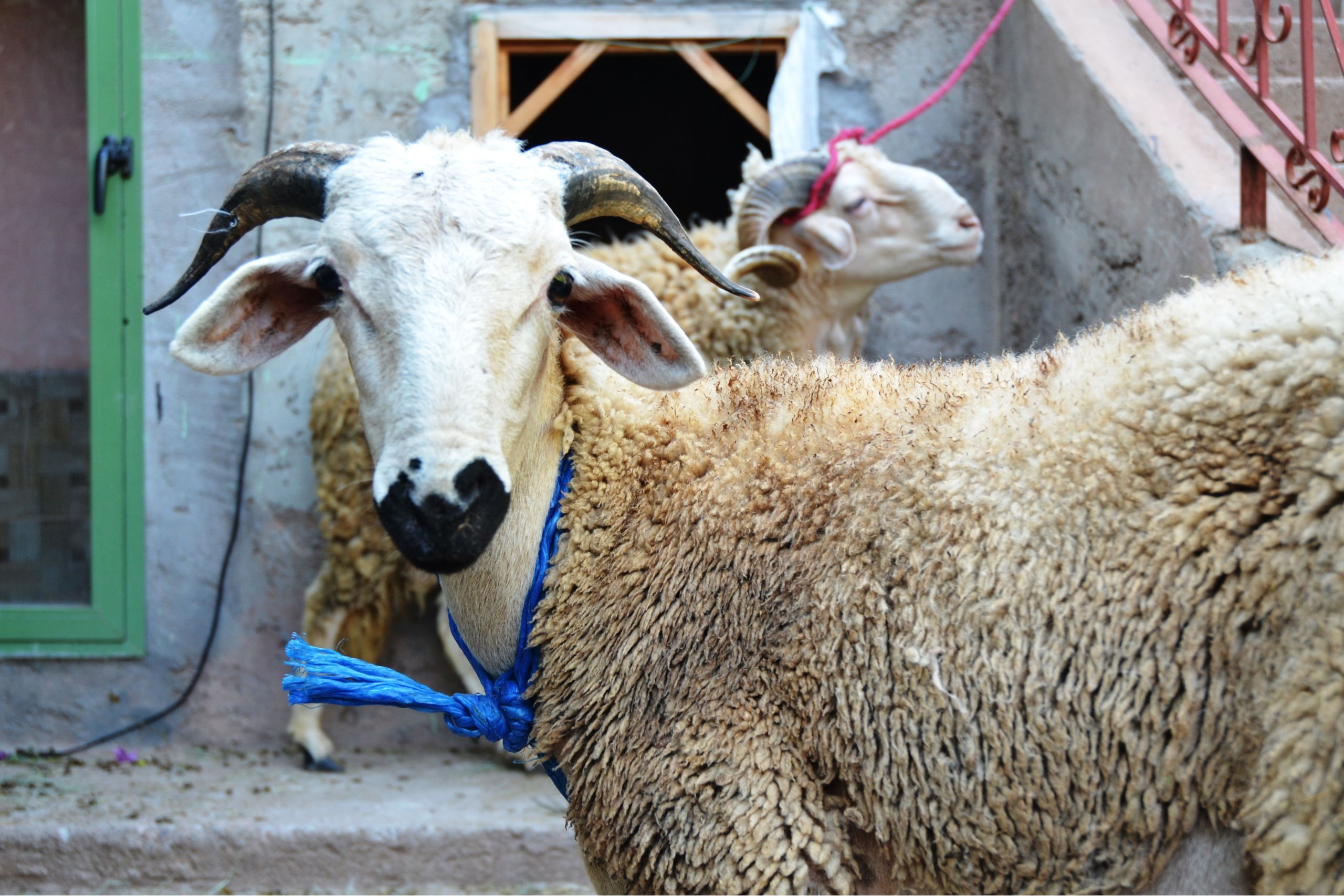 Sheep for sale at a Moroccan livestock market ahead of Eid al-Adha 2026