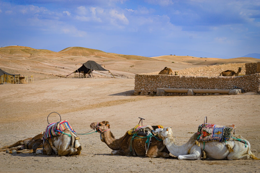 Two children on a camel ride through a palm grove, enjoying outdoor Marrakech activities as a family in Morocco
